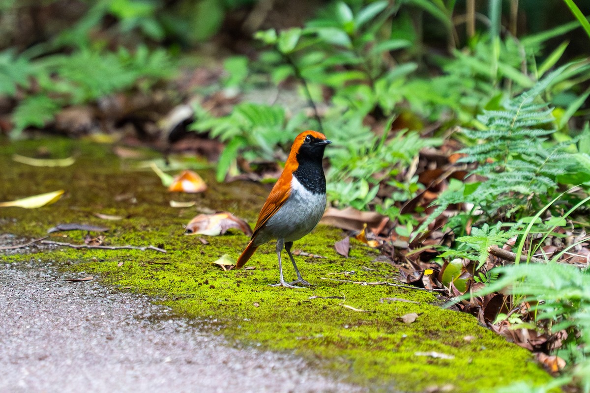 Okinawa Robin - ML645839748