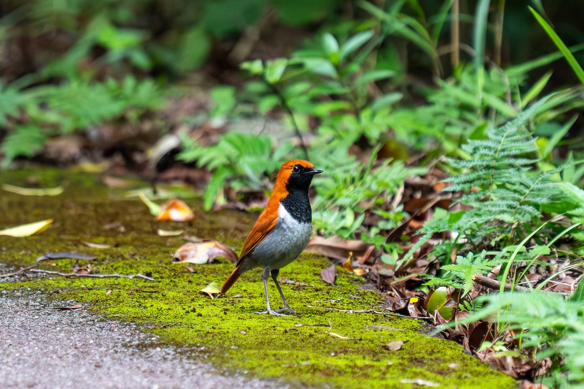 Okinawa Robin - ML645839749