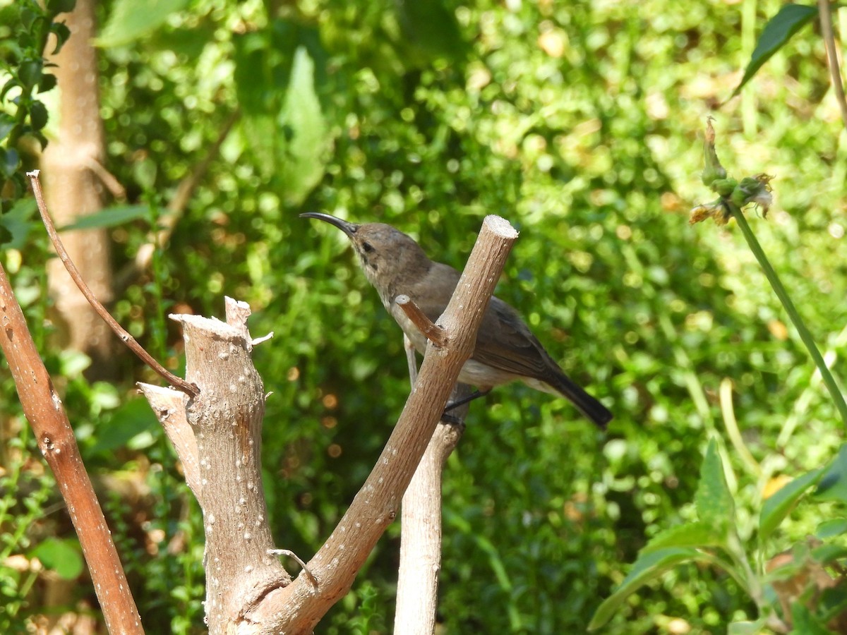 Southern Double-collared Sunbird - ML645839750