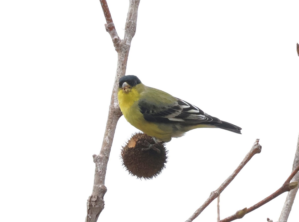 Lesser Goldfinch - ML645839751