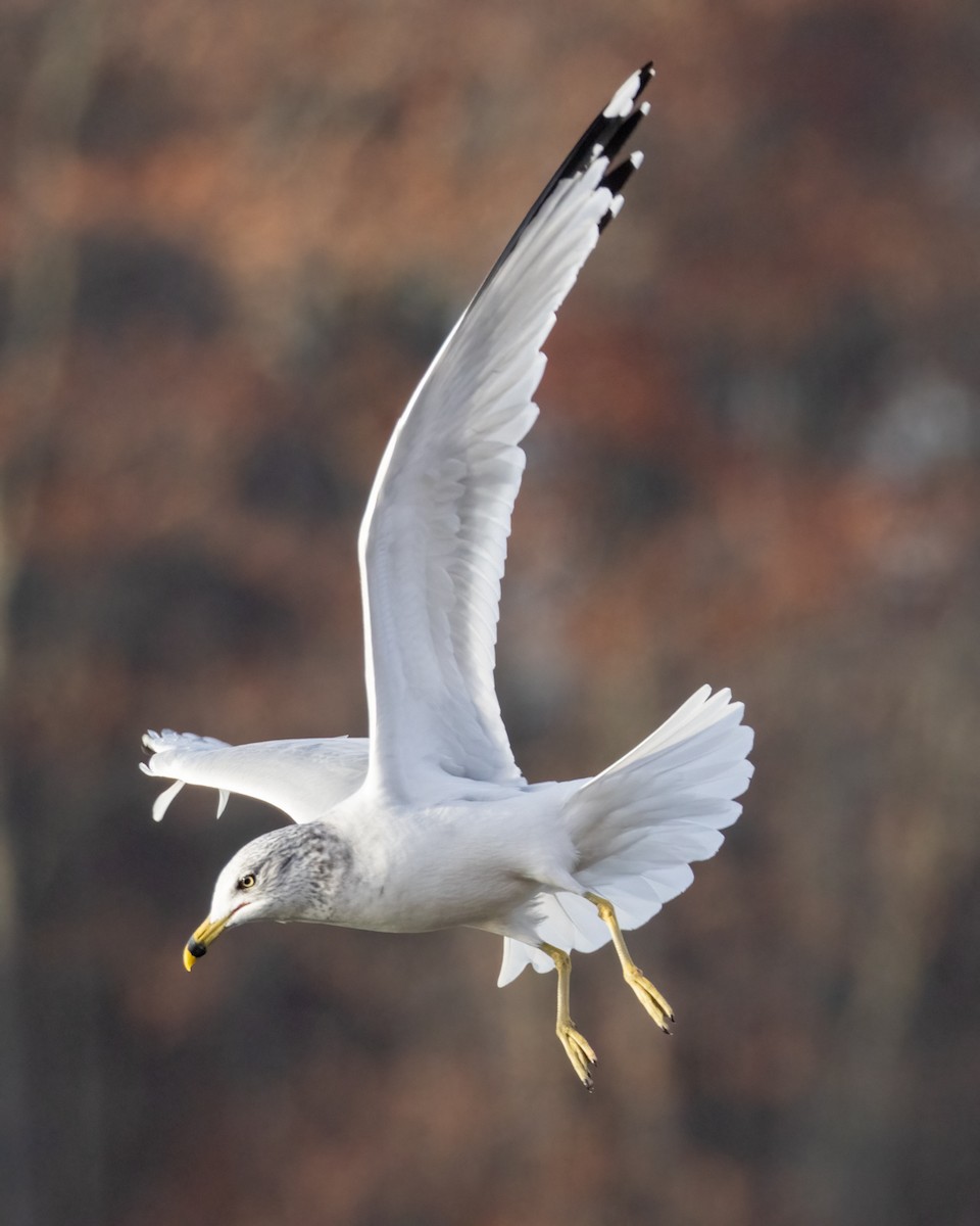 Ring-billed Gull - ML645839752
