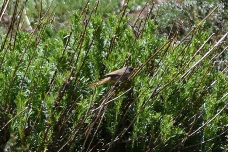 Cordilleran Canastero - ML645839753