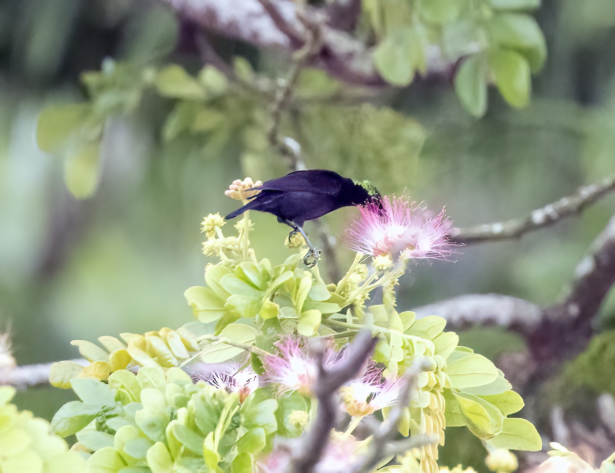 亞洲輝椋鳥 - ML645839754