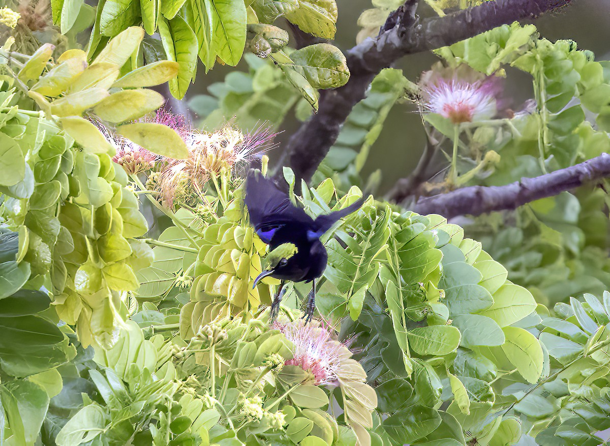 亞洲輝椋鳥 - ML645839755