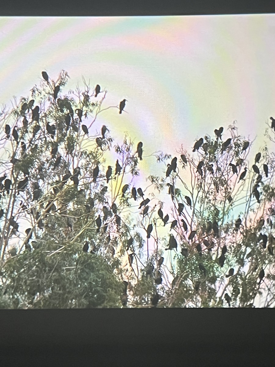 鸕鷀 - ML645839757