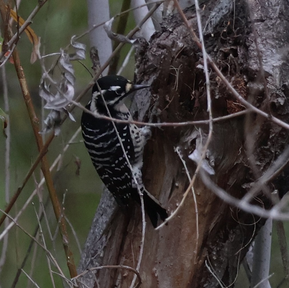 Nuttall's Woodpecker - ML645839758