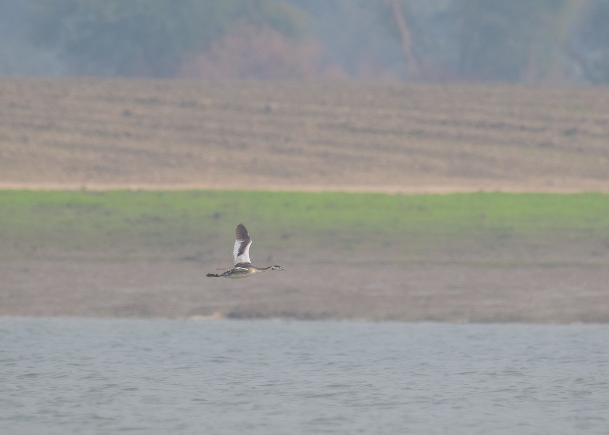 冠鸊鷉 - ML645839759