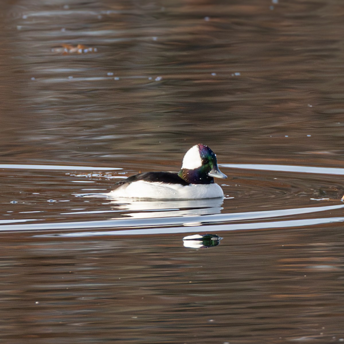 Bufflehead - ML645839760
