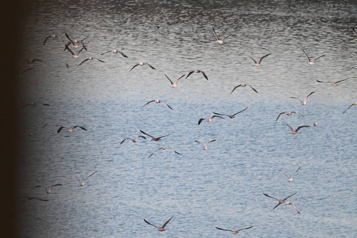 Мартиновий sp. - ML645839761