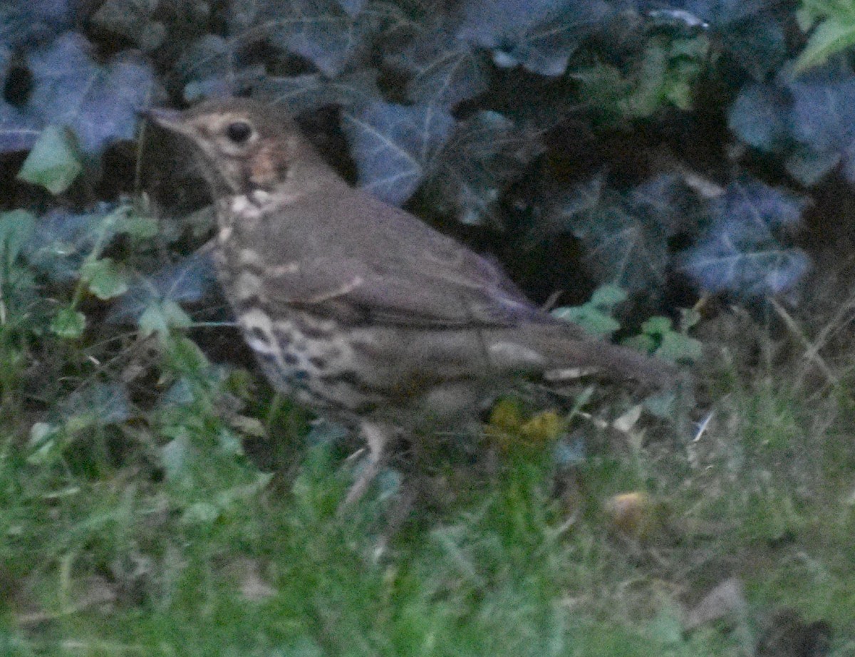 Song Thrush - ML645839763