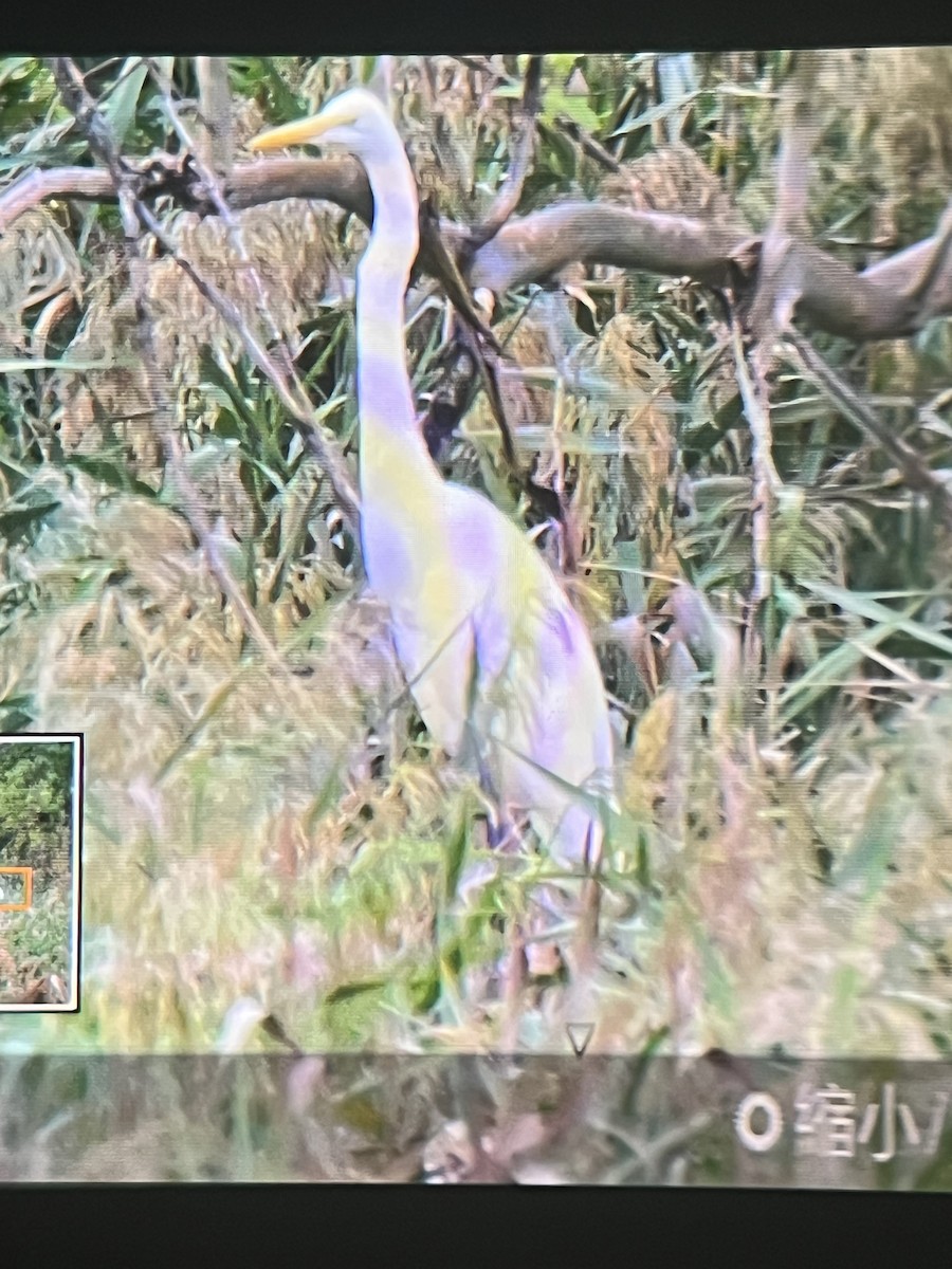 大白鷺 - ML645839764