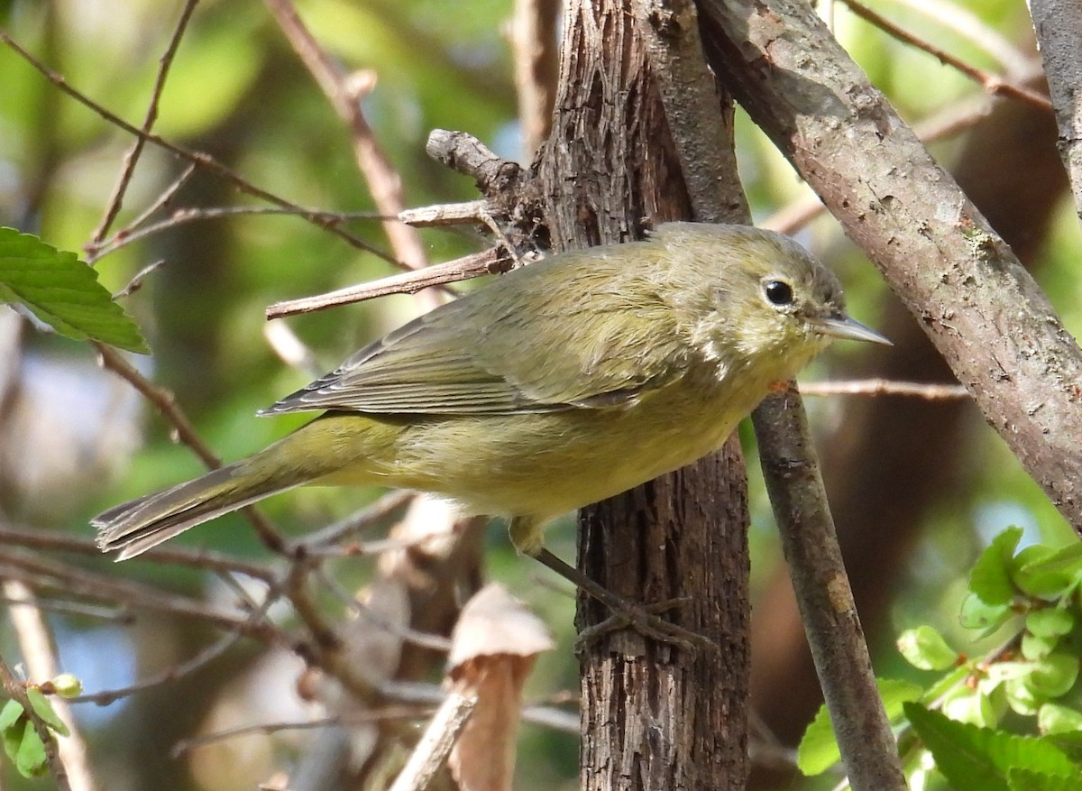 Orange-crowned Warbler - ML645839765