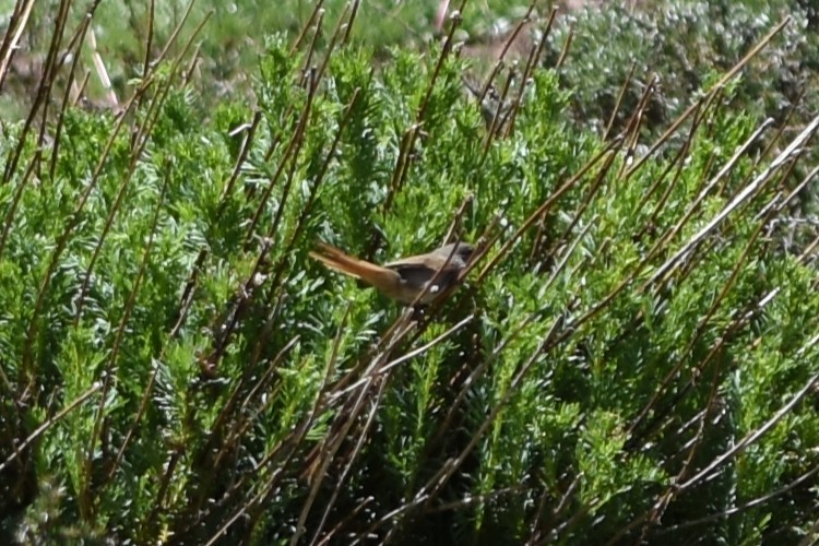 Cordilleran Canastero - ML645839767