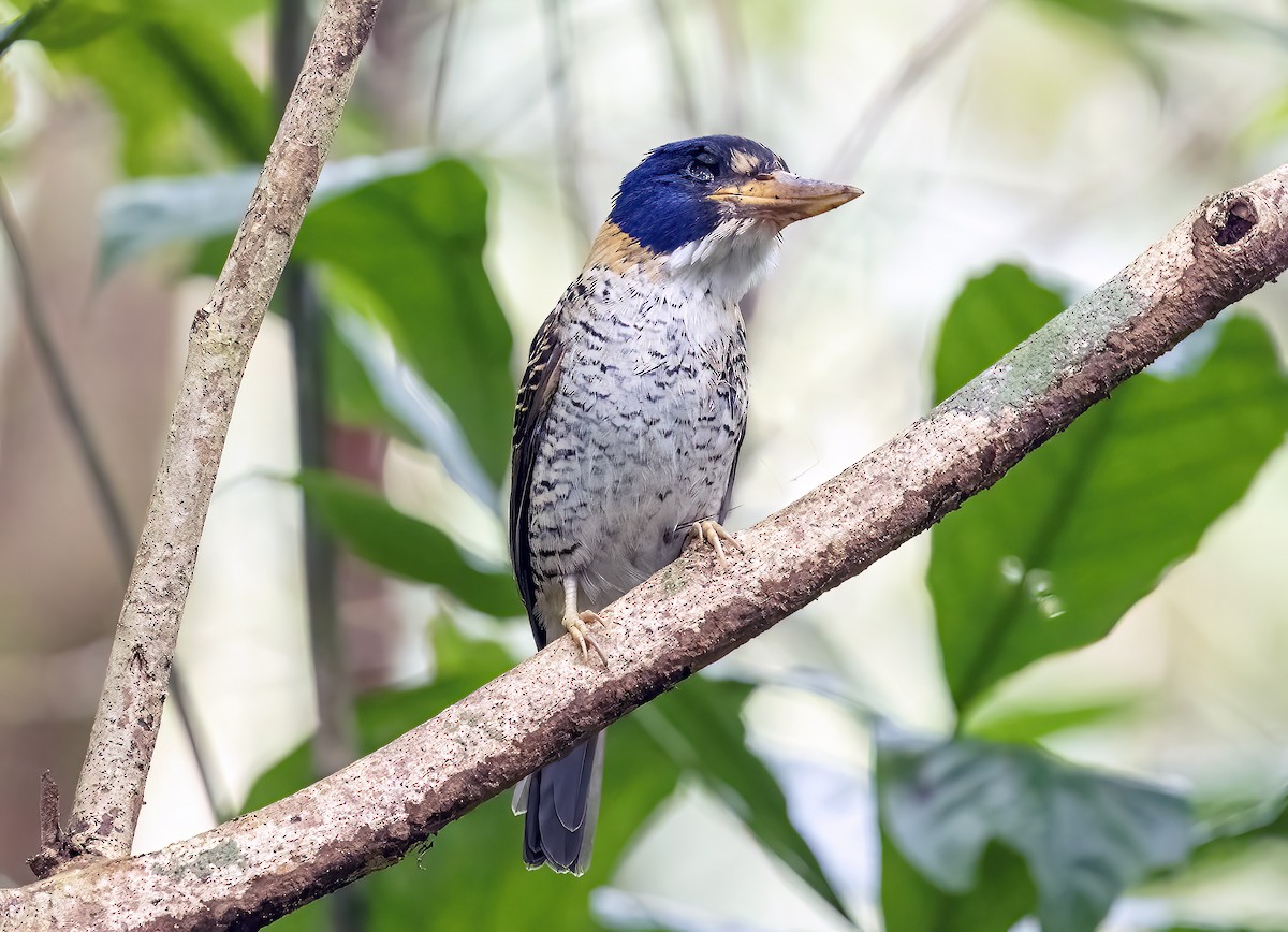 ledňáček královský - ML645839768