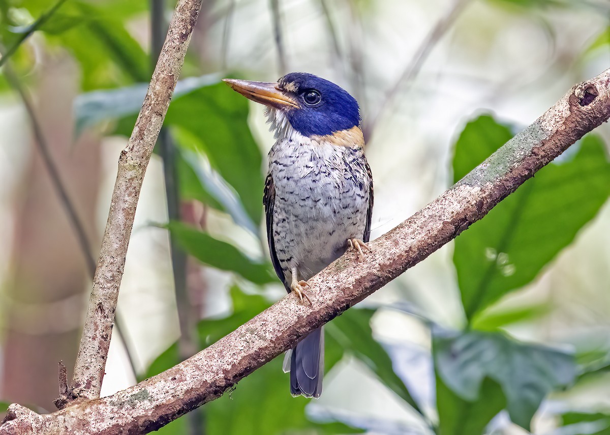 ledňáček královský - ML645839769