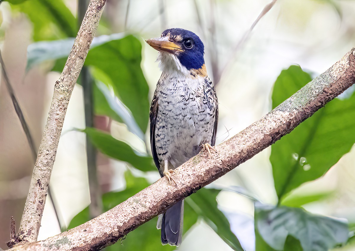 ledňáček královský - ML645839770