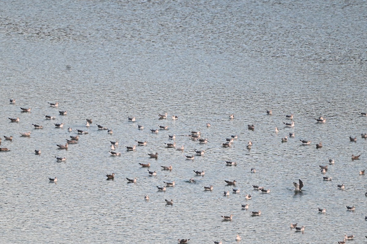 Мартиновий sp. - ML645839779