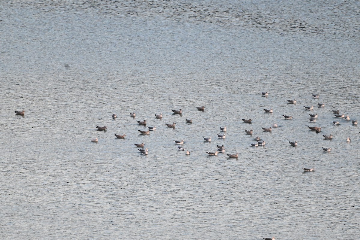 Мартиновий sp. - ML645839780