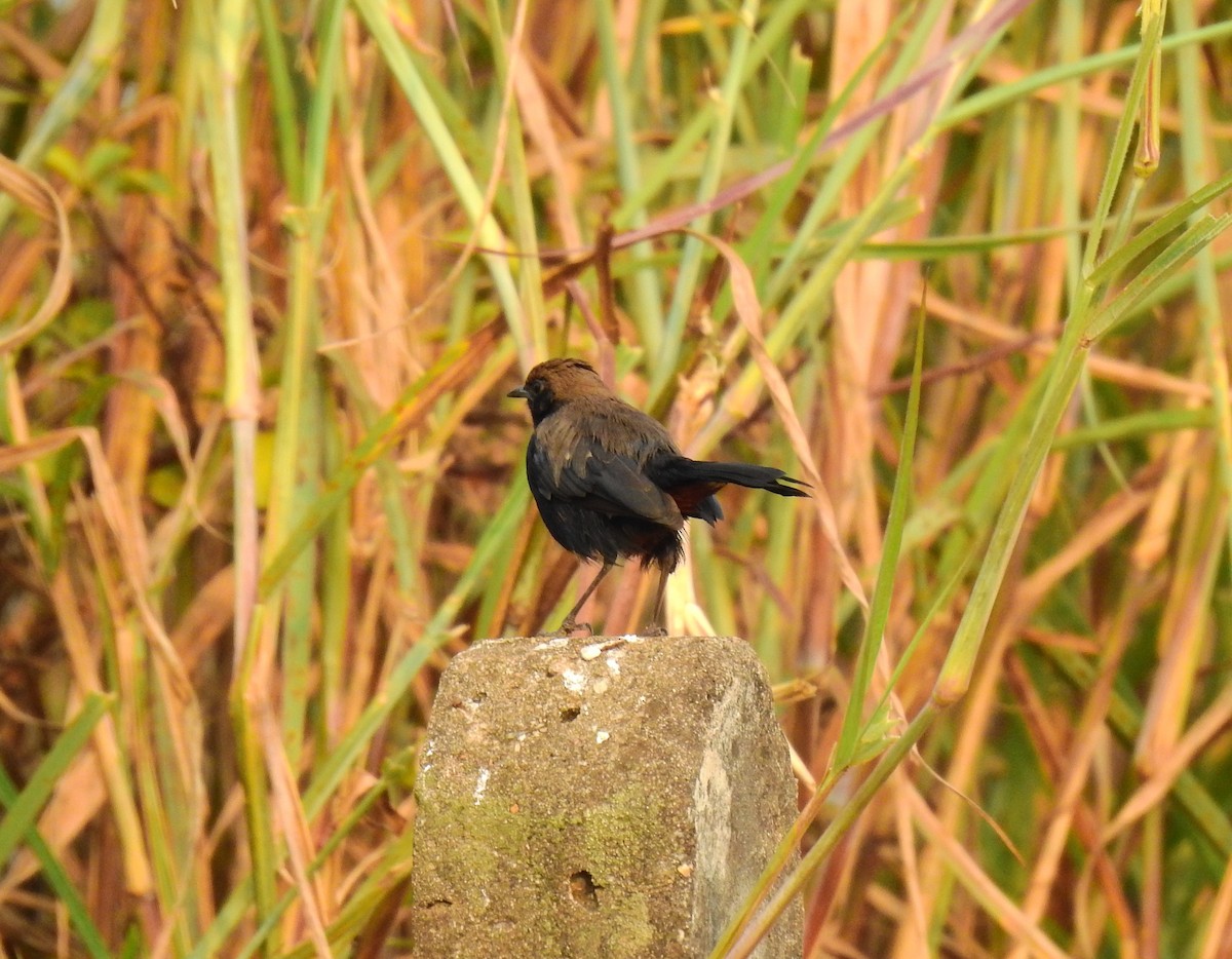 Indian Robin - ML645839790