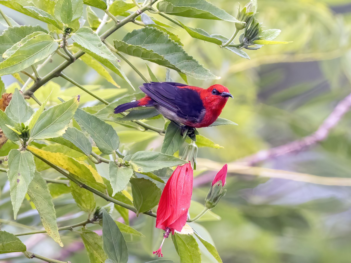 medosavka celebeská - ML645839793