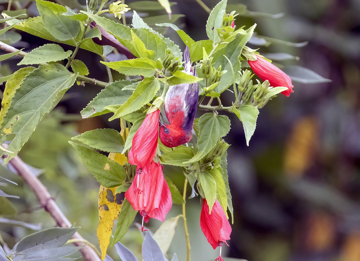 medosavka celebeská - ML645839794