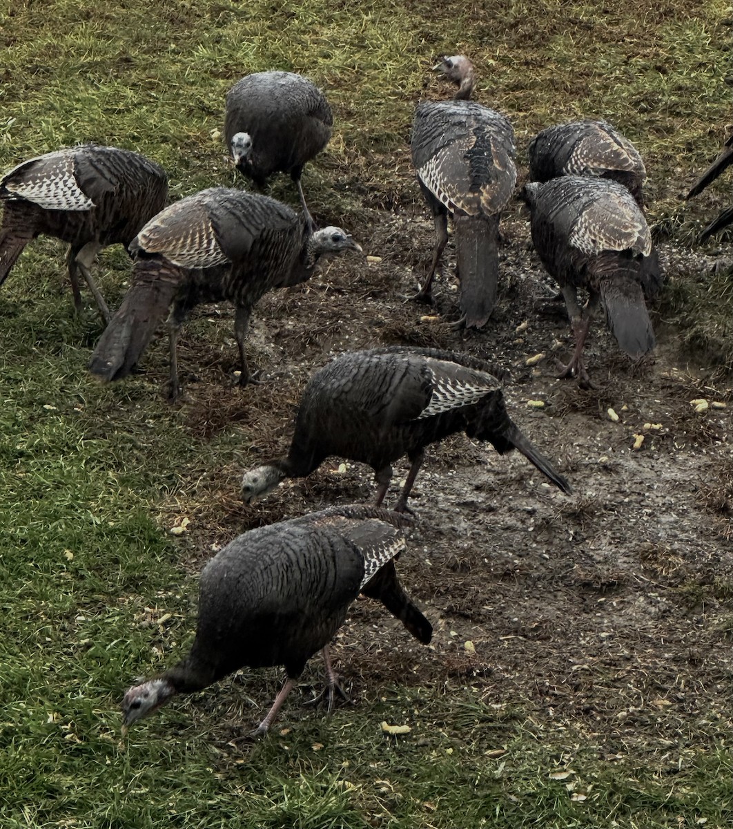 Wild Turkey - ML645839795