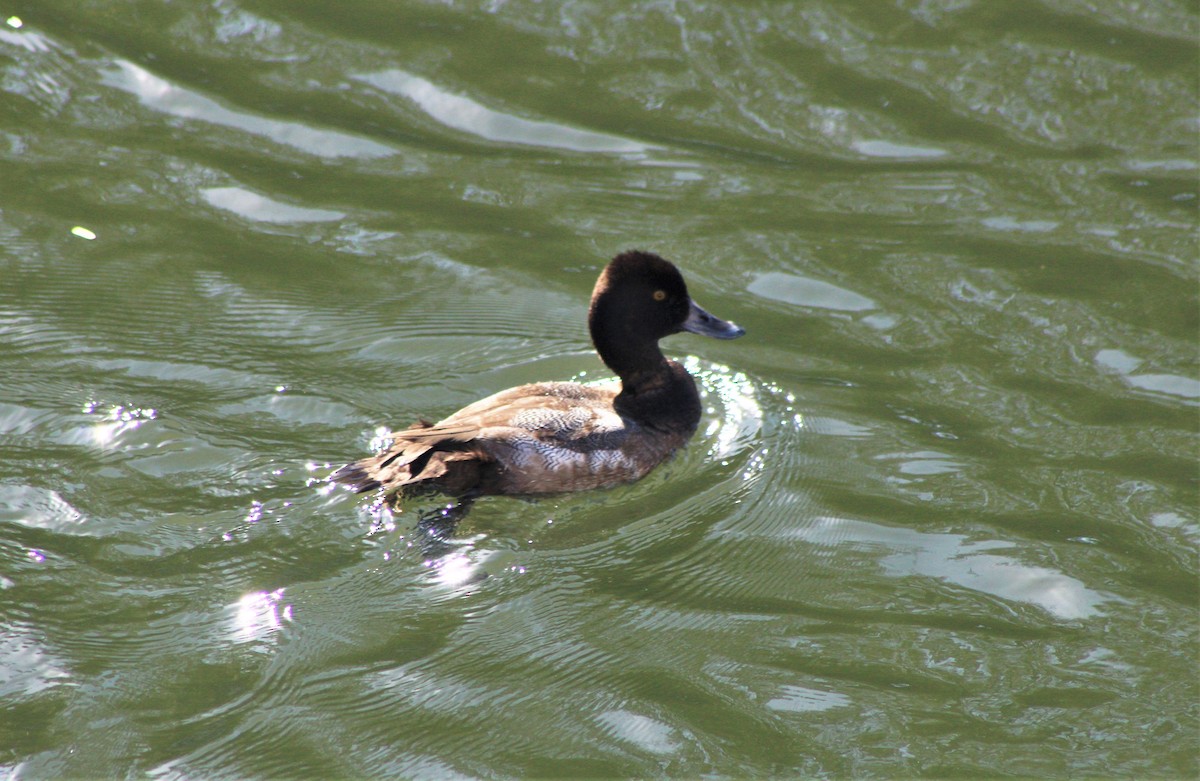 Lesser Scaup - ML645839801