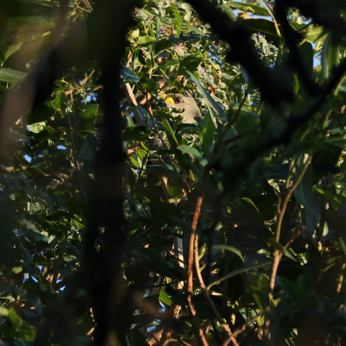 Green Malkoha - ML645839802