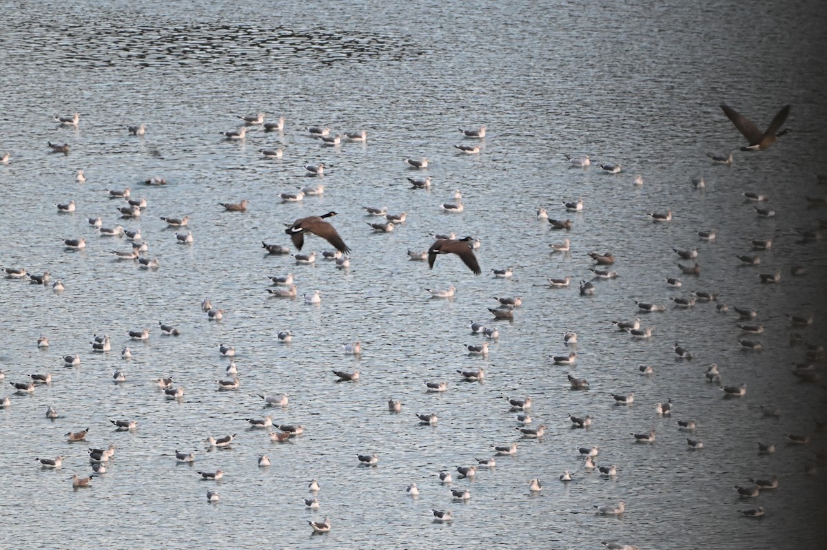 Мартиновий sp. - ML645839803