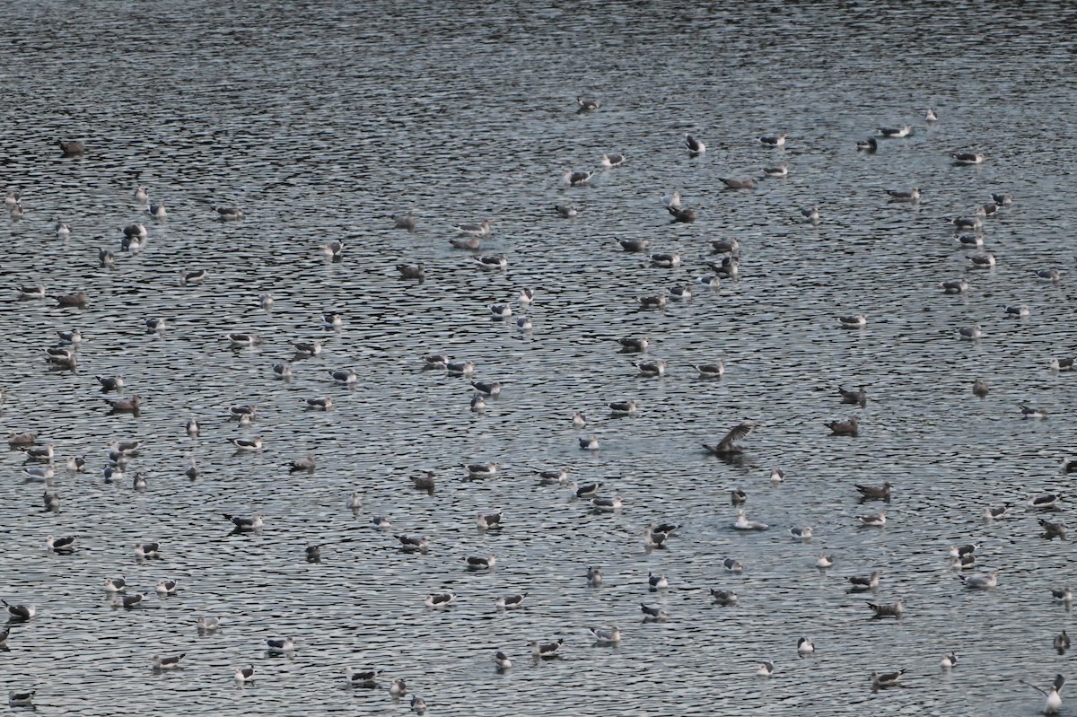 Мартиновий sp. - ML645839804