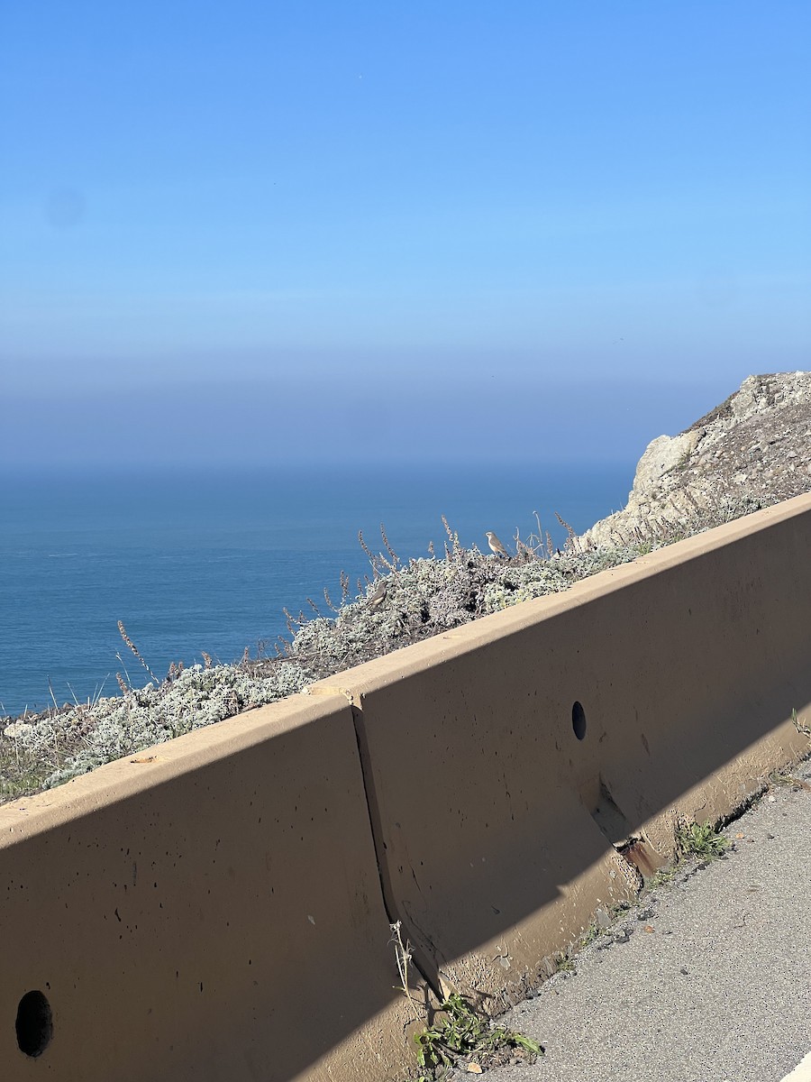 Rock Wren - ML645839805