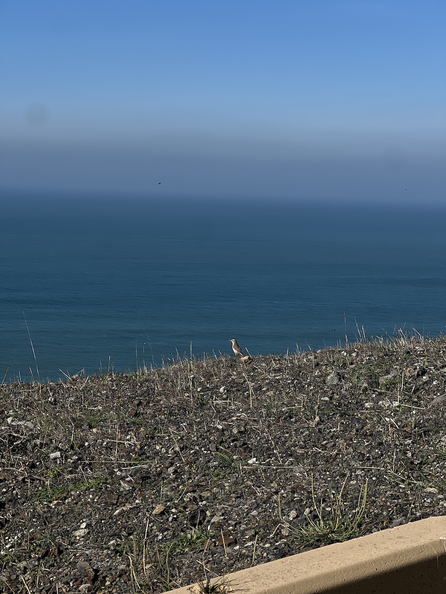 Rock Wren - ML645839806