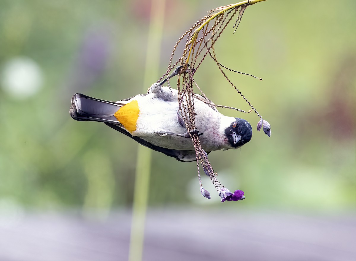 Sooty-headed Bulbul - ML645839807
