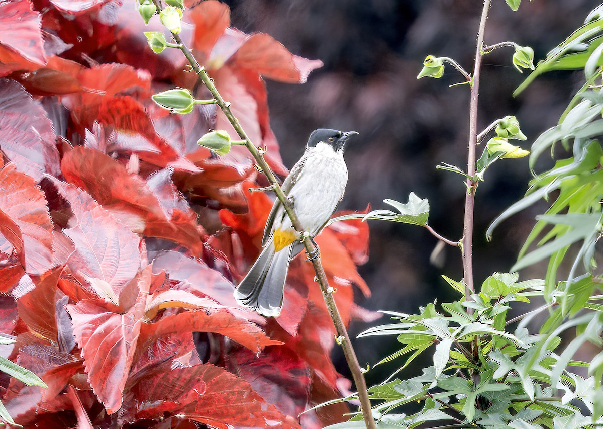 Sooty-headed Bulbul - ML645839808