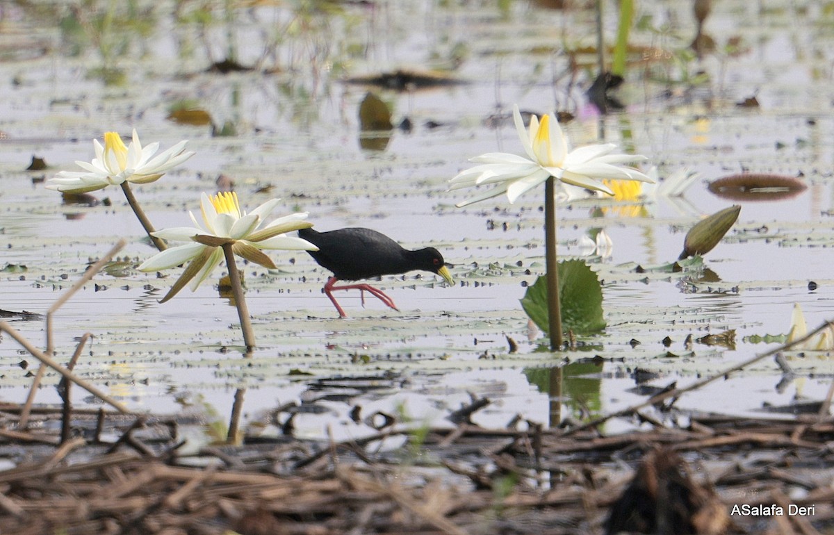 Black Crake - ML645839816