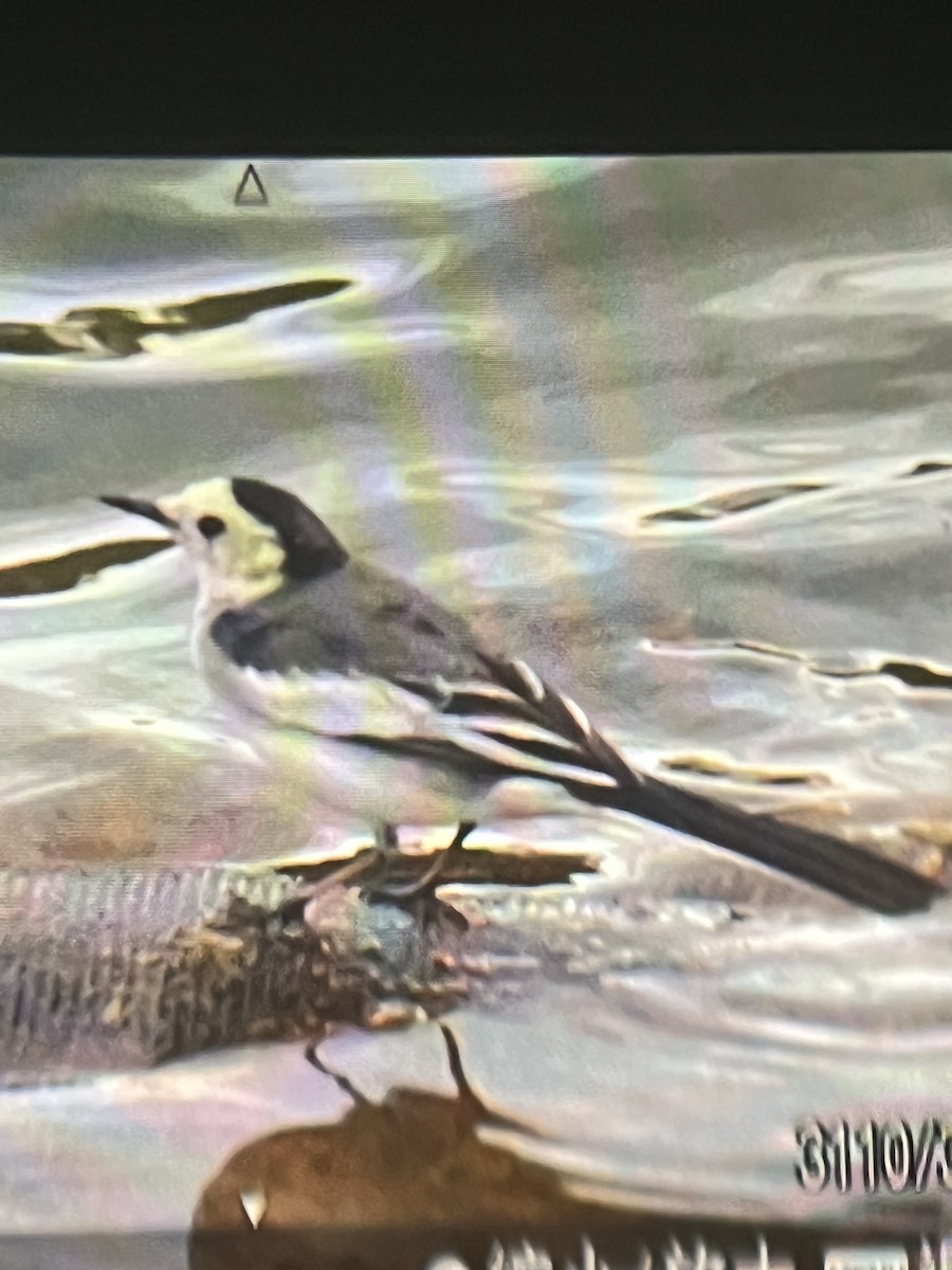 Bergeronnette grise - ML645839820