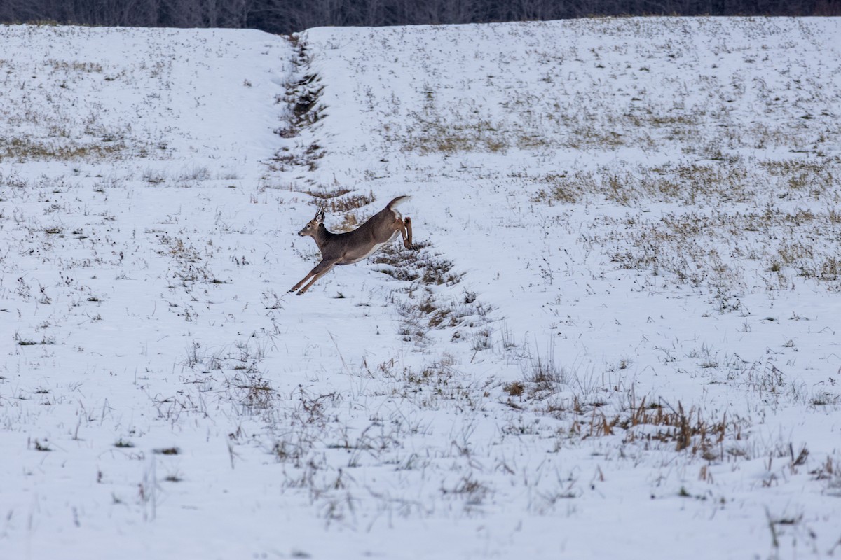 White-tailed Deer - ML645839821