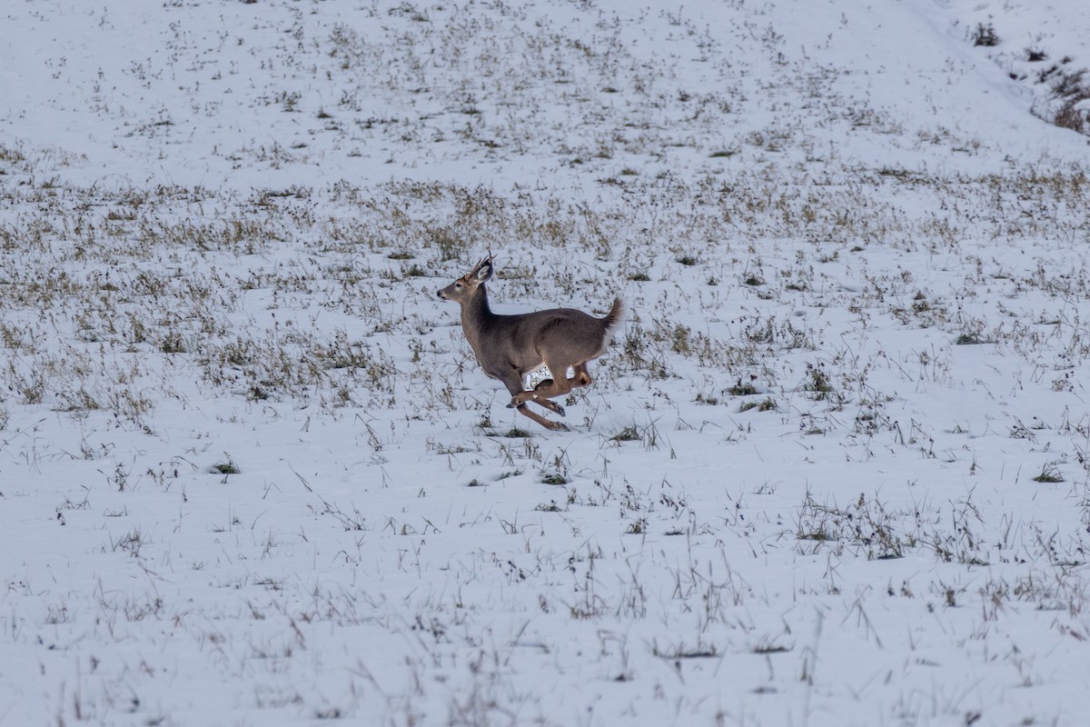 White-tailed Deer - ML645839822