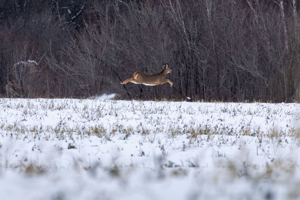 White-tailed Deer - ML645839823