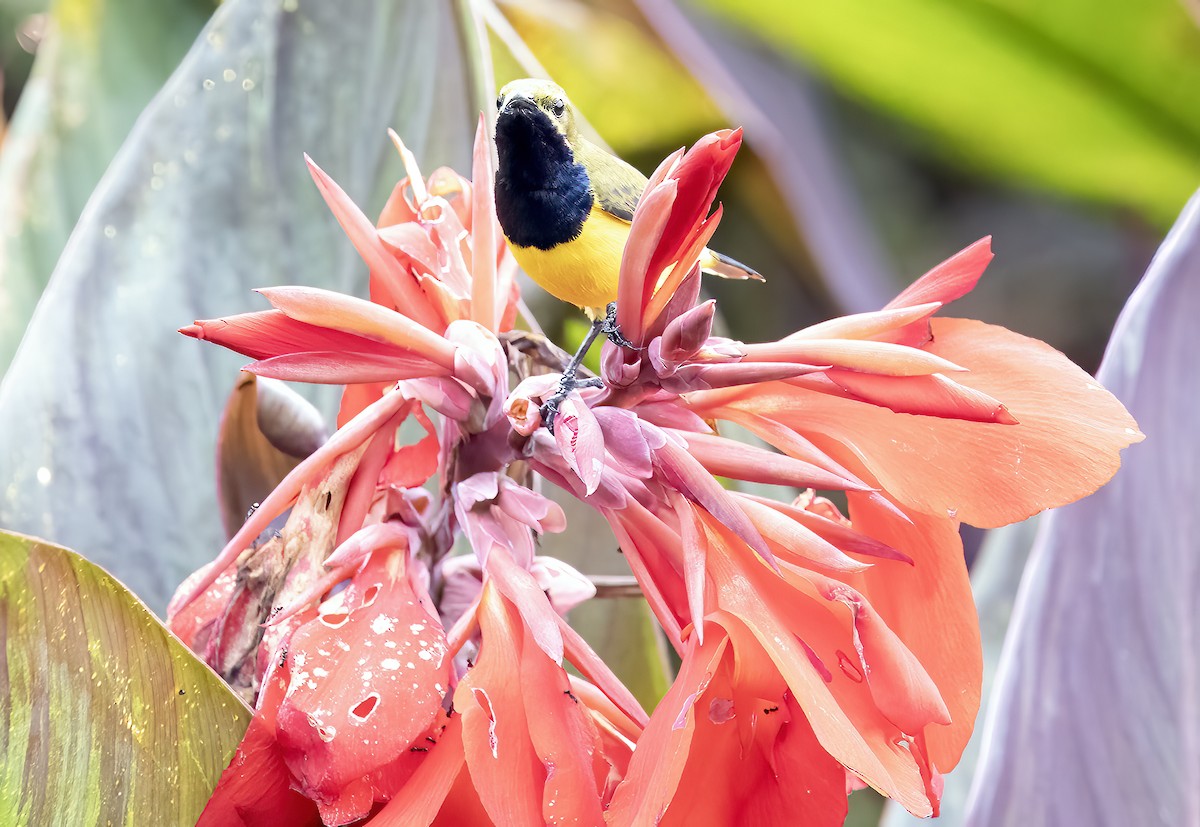 Sahul Sunbird - ML645839826