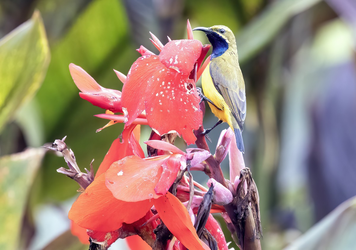 Sahul Sunbird - ML645839827