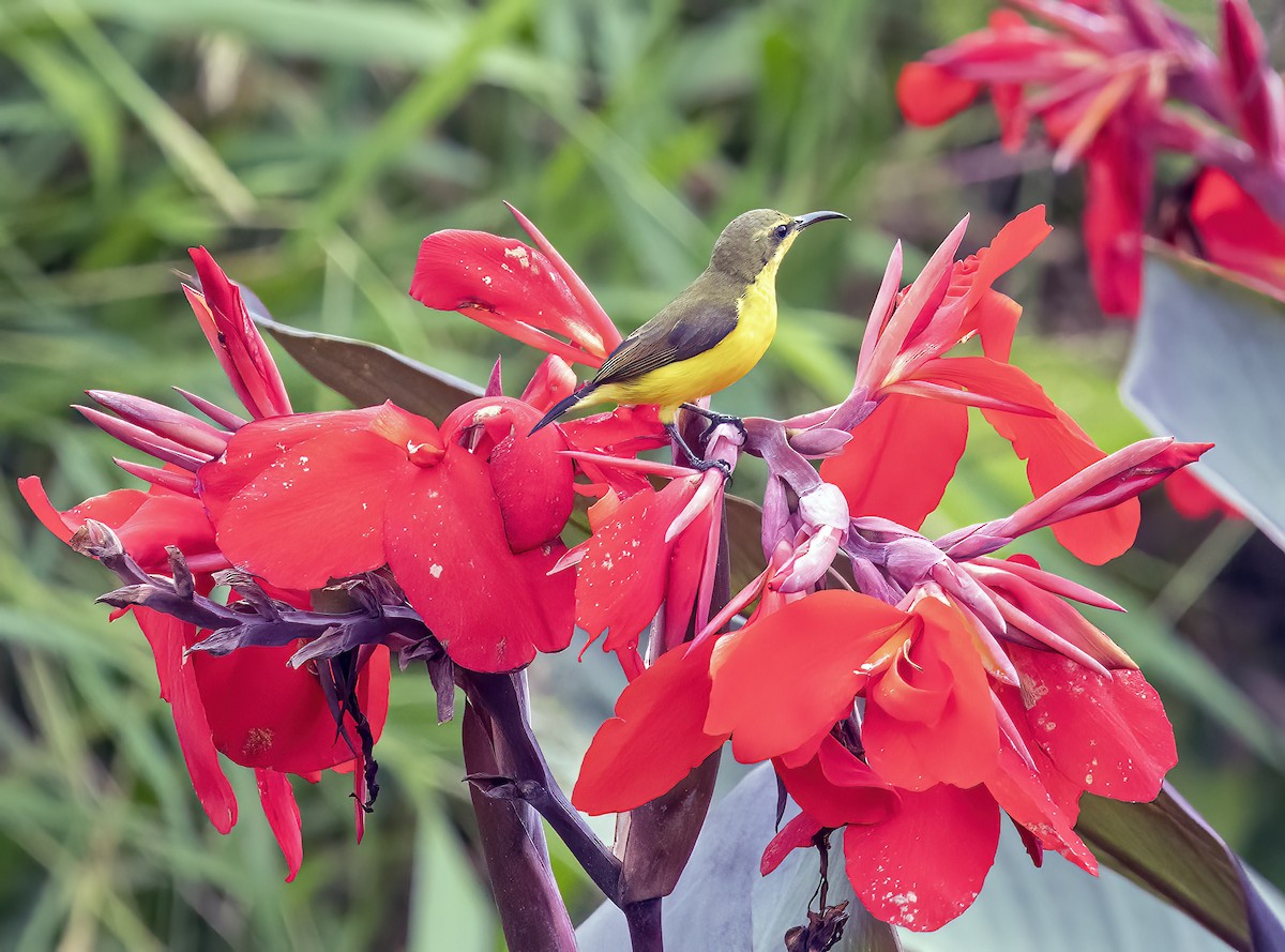 Sahul Sunbird - ML645839828