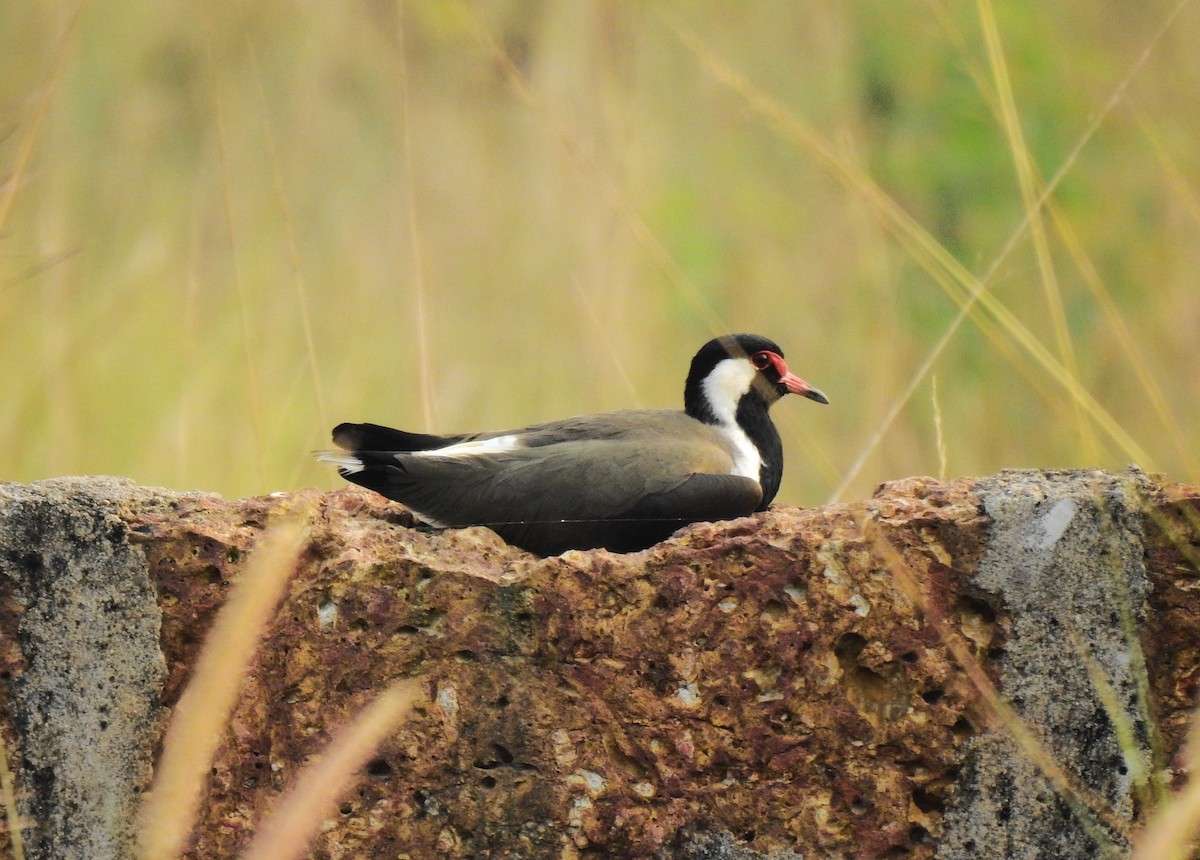 čejka černoprsá - ML645839829