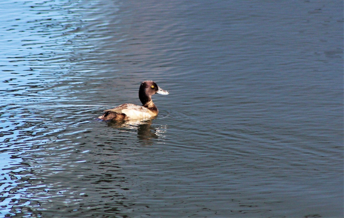 Lesser Scaup - ML645839830