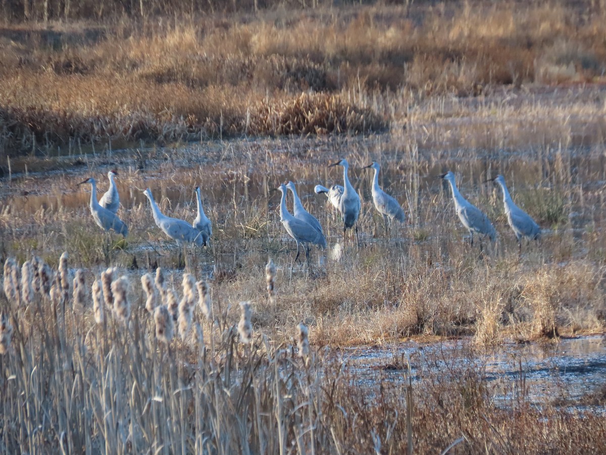 Sandhill Crane - ML645839838