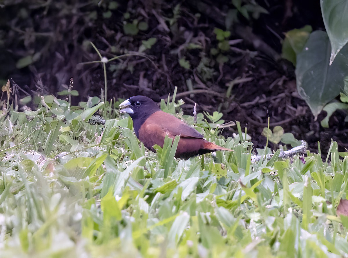 Capucin à tête noire - ML645839843