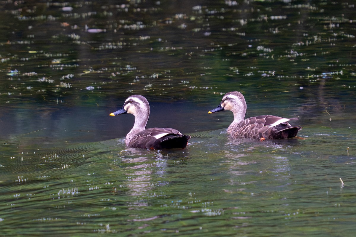 kinaand - ML645839849