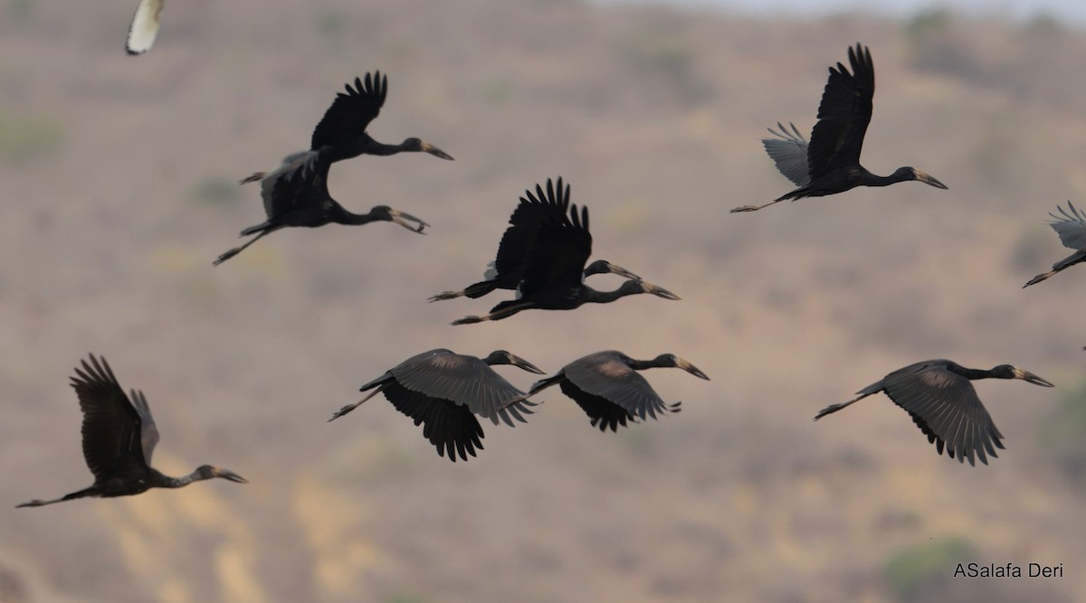 Matxardamoko beltza - ML645839851