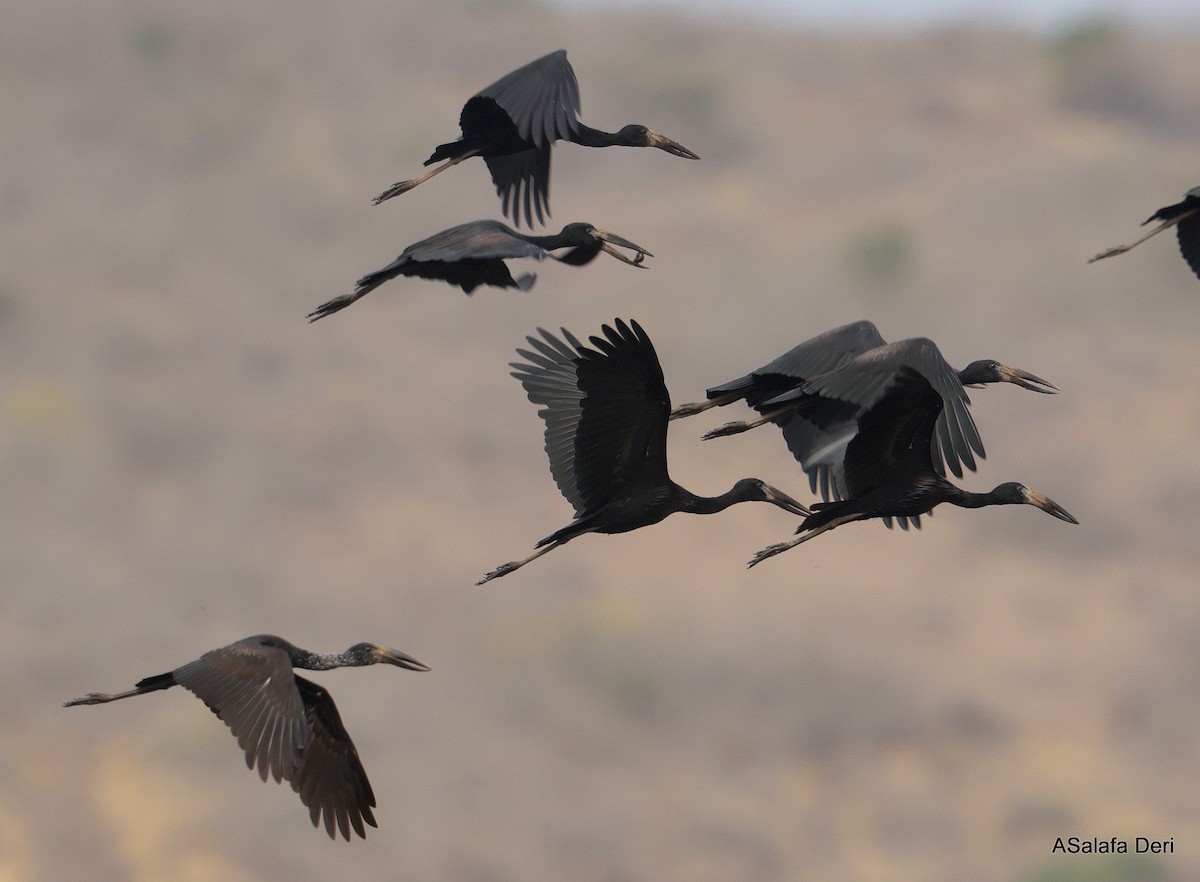 Matxardamoko beltza - ML645839852