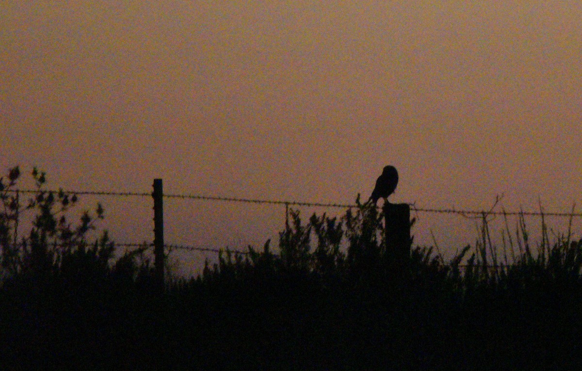 sýček králičí - ML645839873